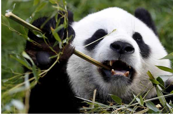Belgium: female panda Hao Hao of Pairi Daiza park possibly pregnant