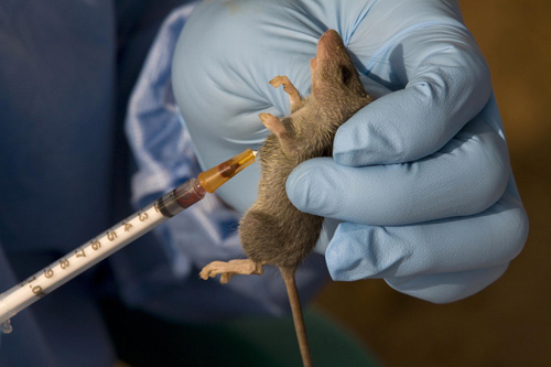 US anti-terror outpost tackles rat-borne virus
