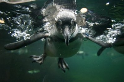 Gay penguins hatch rejected egg