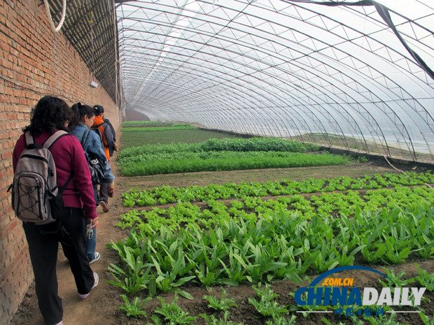 营养师深入生机庄园基地 揭秘有机蔬菜种植和营养