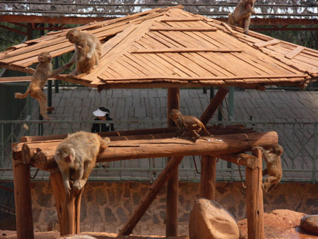 云南最大规模放生将举行 166只野生动物将回归自然