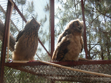 云南最大规模放生将举行 166只野生动物将回归自然