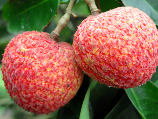 海口第三届永兴荔枝文化节今日开幕