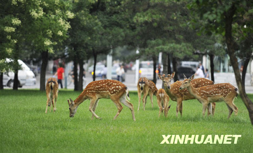 我国城市园林绿地逾174万公顷