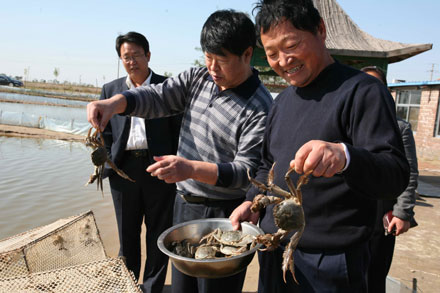 东营成为中国北方大闸蟹养殖基地
