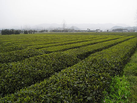 湖南茶园初春时节采茶忙