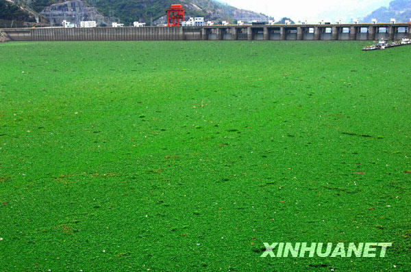 水葫芦再次大面积入侵闽江 船舶通行受阻[图]