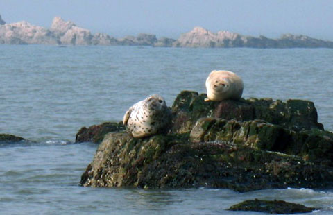 成群野生海豹亮相山东长岛