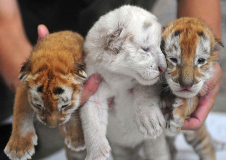 金虎“晶晶”广州诞下三胞胎