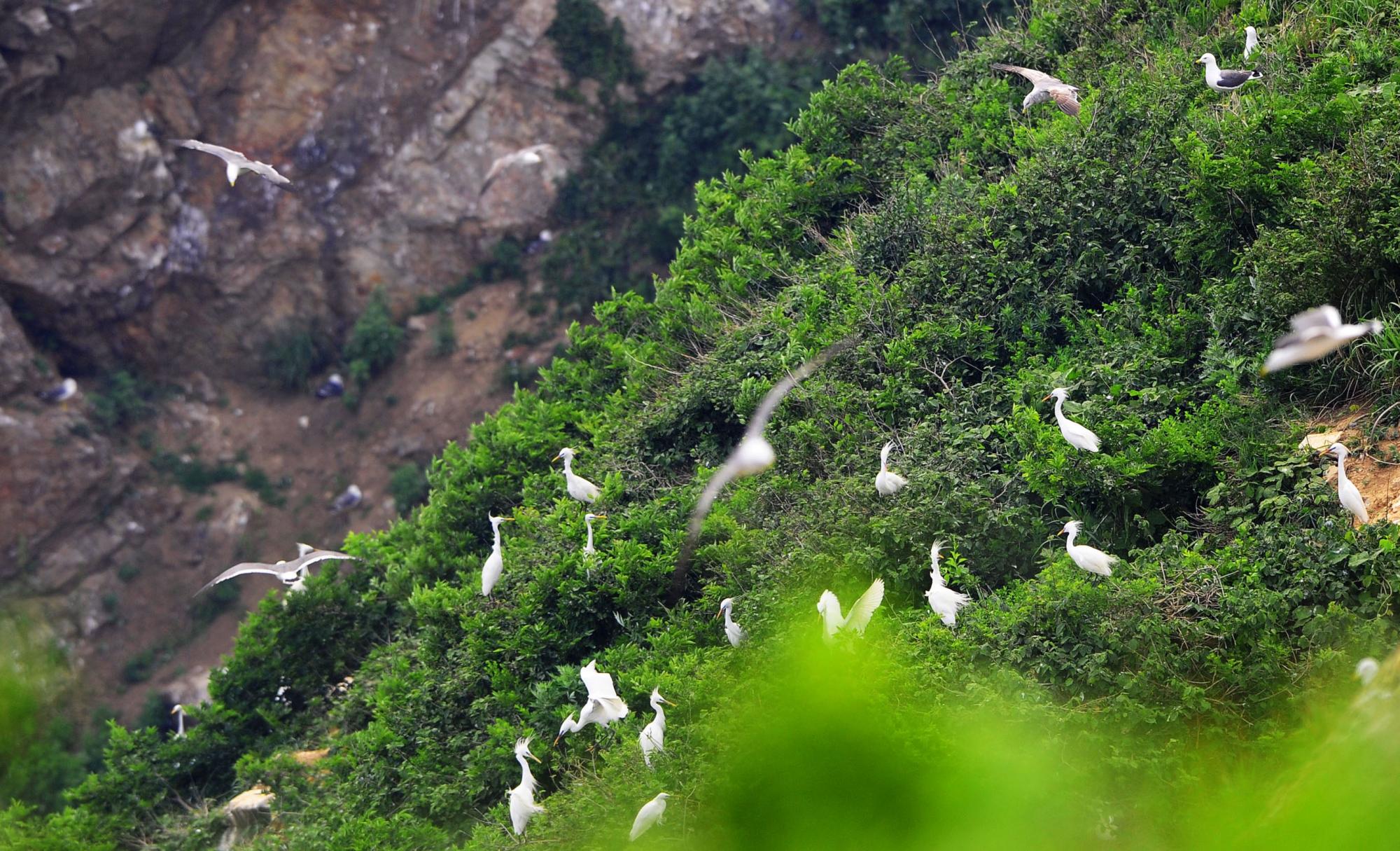 大连元宝岛发现中国最大的黄嘴白鹭繁殖种群