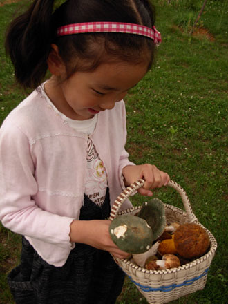 云南野生动物园菌子免费采