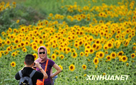 畅游金色花海[组图]