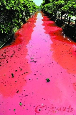 东莞200米河涌变“红河” 疑工厂偷排污水[组图]