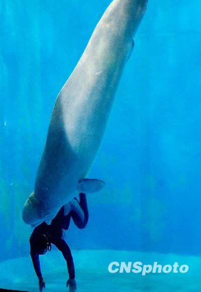 哈尔滨白鲸深水“救美”[图]