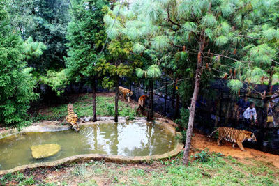 到云南野生动物园“深入虎穴”近距离接触老虎