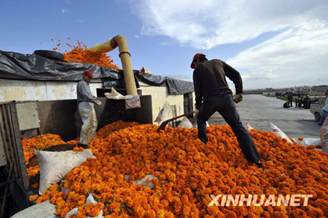 初秋，收获的是鲜花[组图]