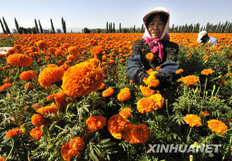 初秋，收获的是鲜花[组图]