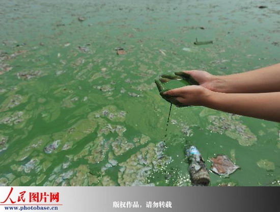 武汉东湖官桥湖局部爆发蓝藻水华