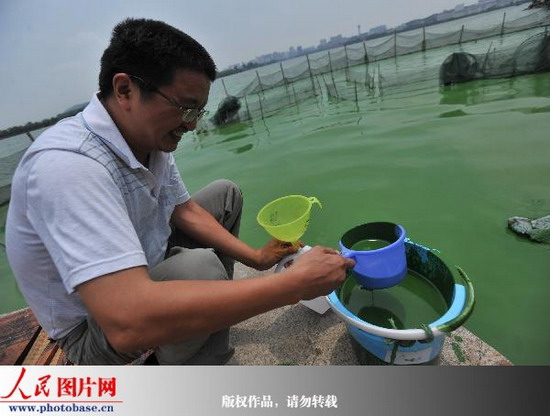 武汉东湖官桥湖局部爆发蓝藻水华