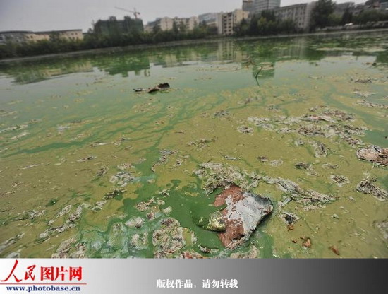 武汉东湖官桥湖局部爆发蓝藻水华