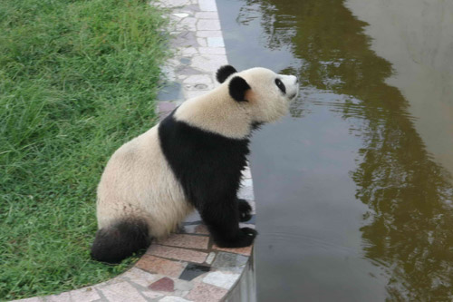 国宝大熊猫在荣成安家