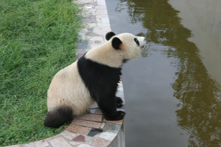 两只国宝大熊猫在山东荣成安家(图)