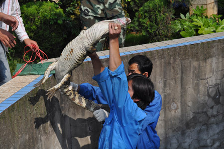 昆明武警森林支队安宁大队解救鳄鱼 移交动物
