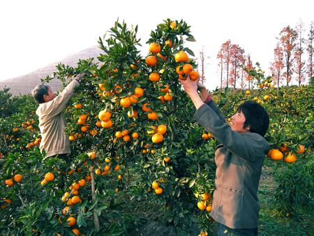 2009陕西•汉中柑桔旅游文化节将于9月30日在城固举行