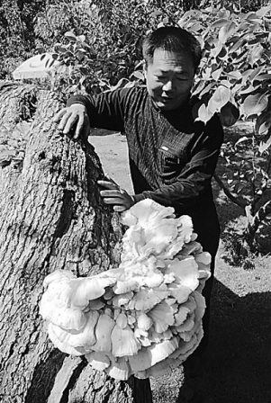 460岁古梨树长出“中国地图”