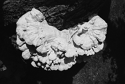 460岁古梨树长出“中国地图”