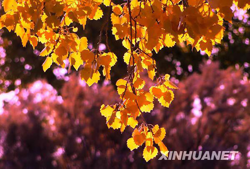 戈壁胡杨金秋如画[组图]