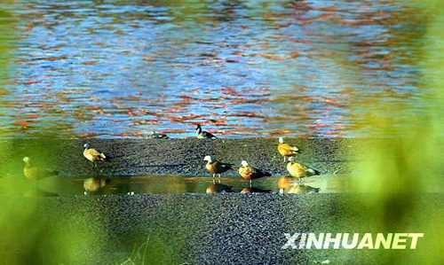 飞鸟翔集高原古城[组图]