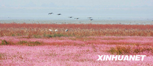 鄱阳湖湿地景色迷人