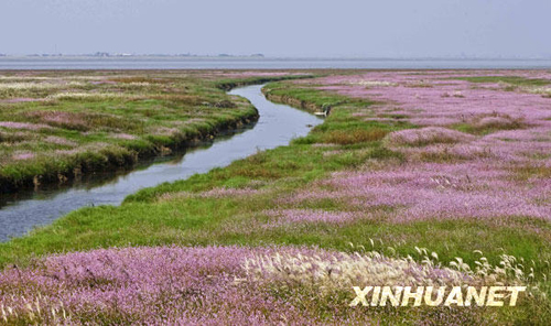 鄱阳湖湿地景色迷人