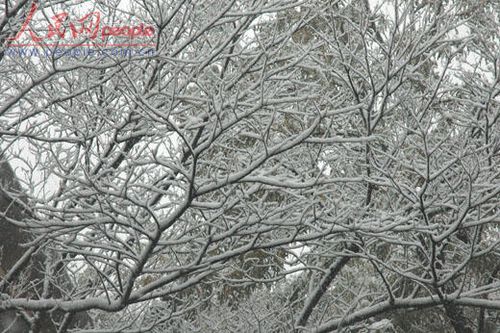 北京受降雪影响部分航班延误 已启动应急预案