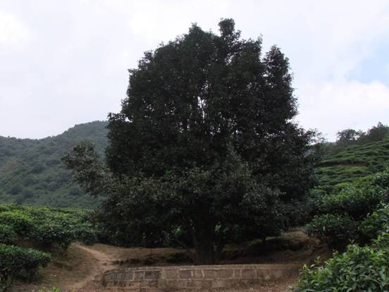 南涧彝族自治县无量山中“大山茶王”