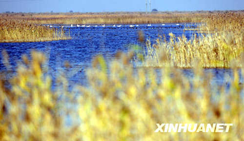 黄河三角洲湿地生态恢复