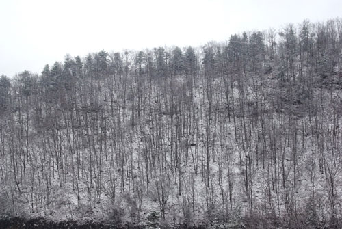 湖北神农架普降大雪(组图)