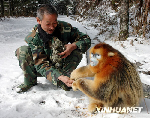 湖北神农架为金丝猴准备充足的越冬食物