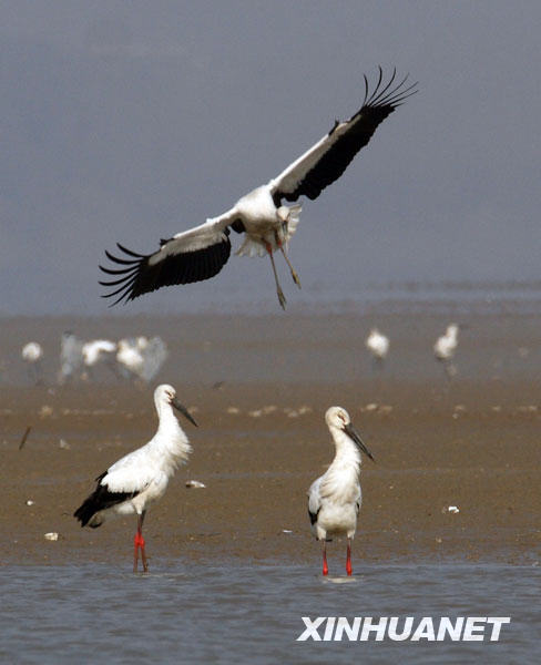 鹤舞鄱阳湖