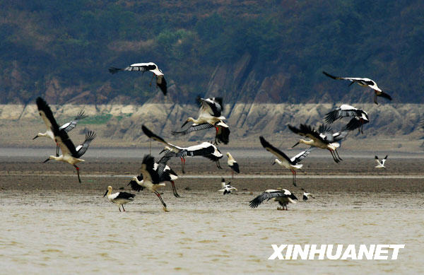 鹤舞鄱阳湖