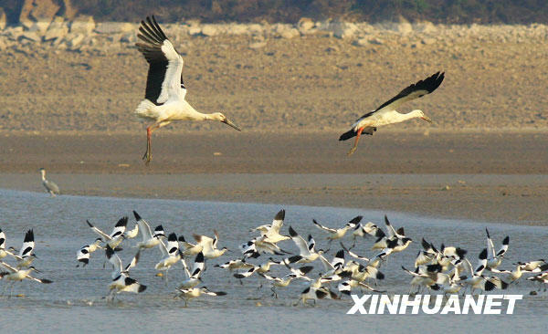 鹤舞鄱阳湖