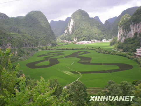 贵州龙宫景区用水稻套种世界最大汉字“龙”