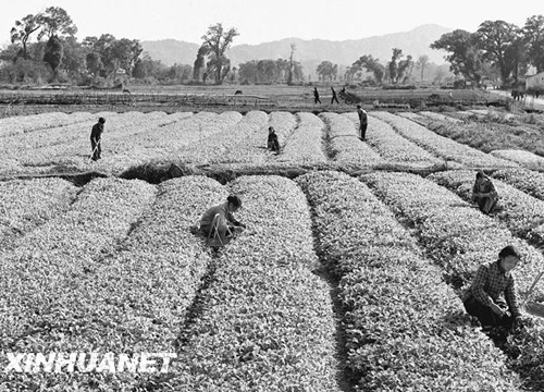 1962年,江西省黄岗山综合垦殖场农业直属大队职工在管理油菜苗圃.