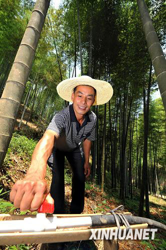 集体林权制度改革实现林兴民富