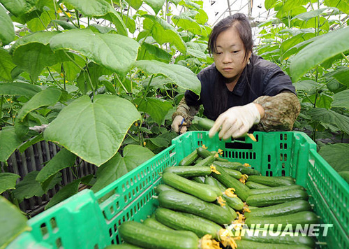 克拉玛依：戈壁中崛起的绿色油城