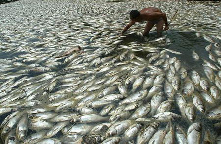 武汉东湖10万斤鱼因污染死亡
