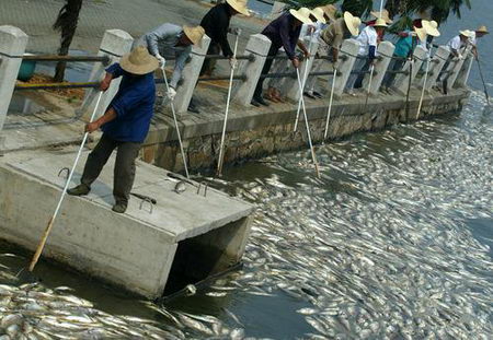 武汉东湖10万斤鱼因污染死亡