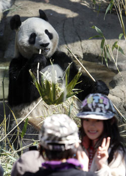 Pandas may find traveling hard to bear