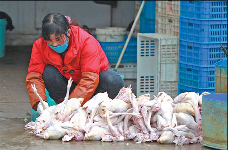 Avian flu quiets song in bird market